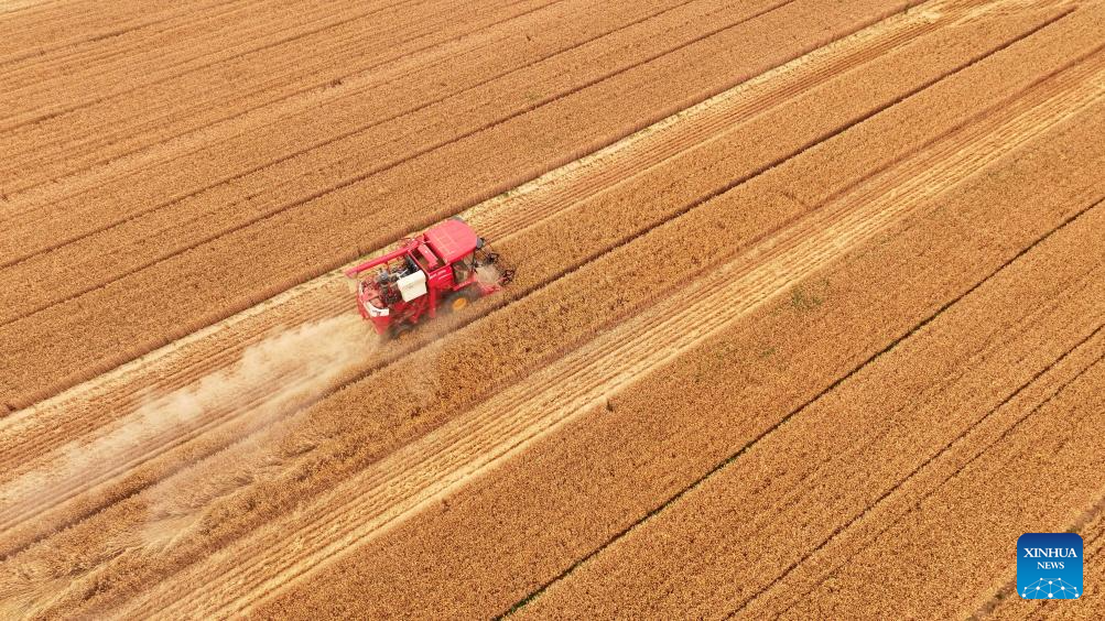 Wheat harvested in town of Jining, E China