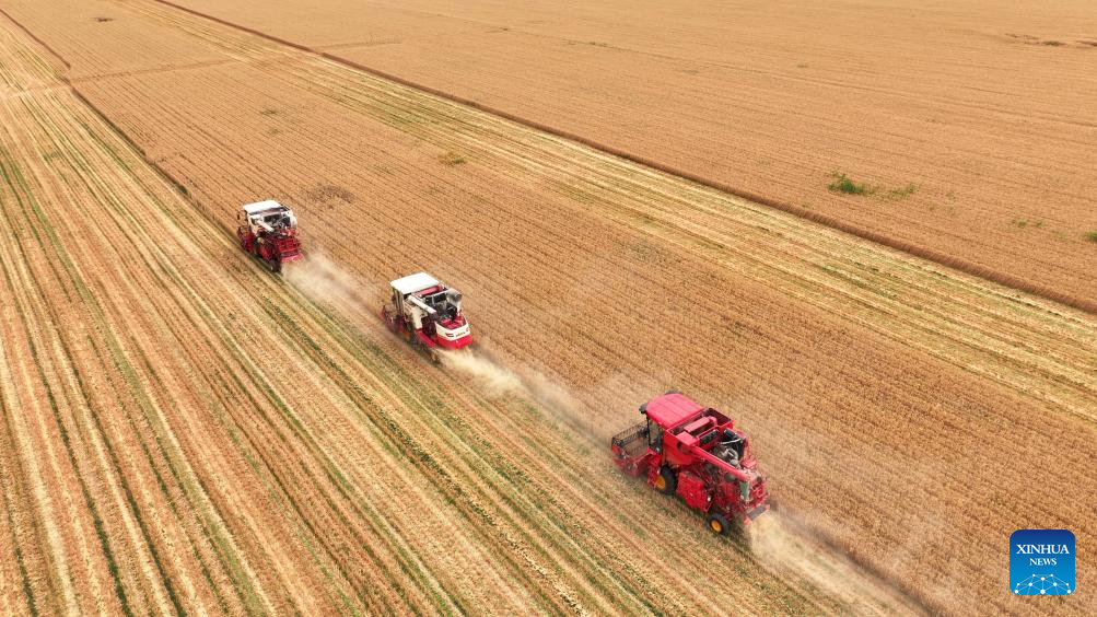 Wheat harvested in town of Jining, E China