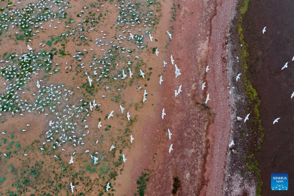 Hongjiannao Lake in China's Shaanxi important habitat, breeding place for relict gull