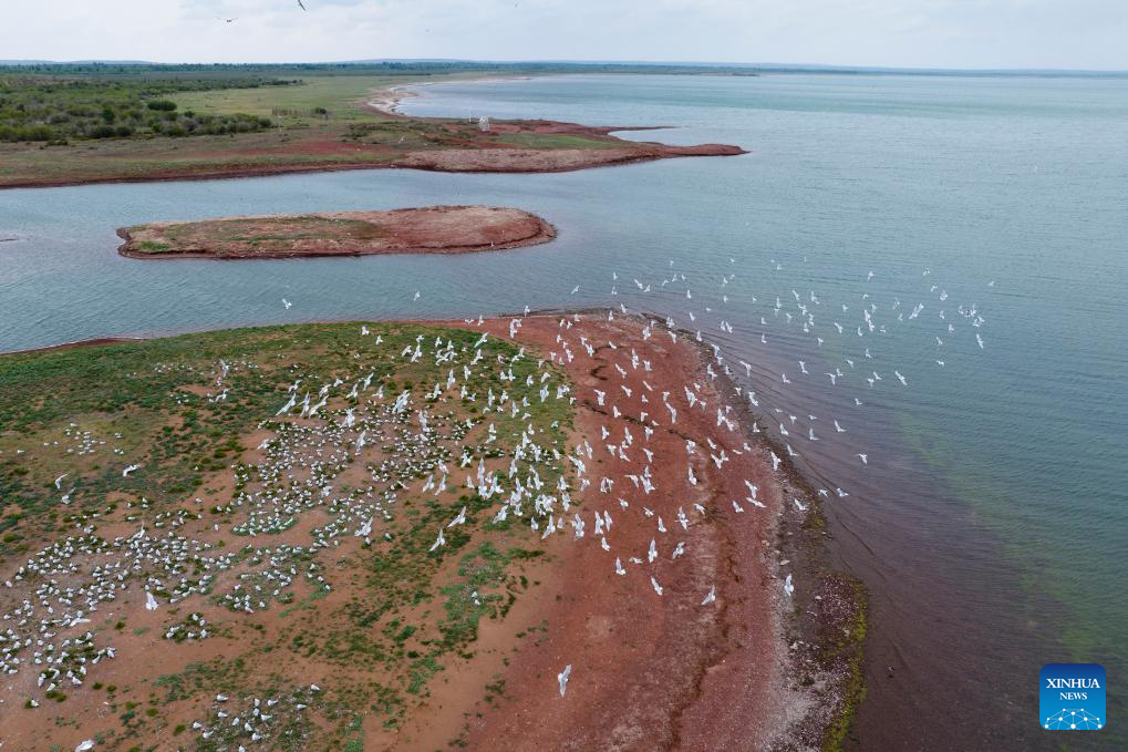 Hongjiannao Lake in China's Shaanxi important habitat, breeding place for relict gull