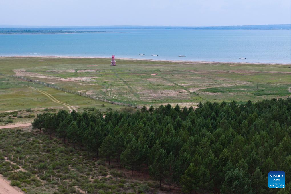 Hongjiannao Lake in China's Shaanxi important habitat, breeding place for relict gull