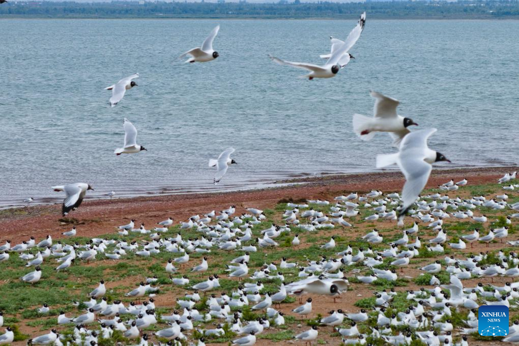 Hongjiannao Lake in China's Shaanxi important habitat, breeding place for relict gull