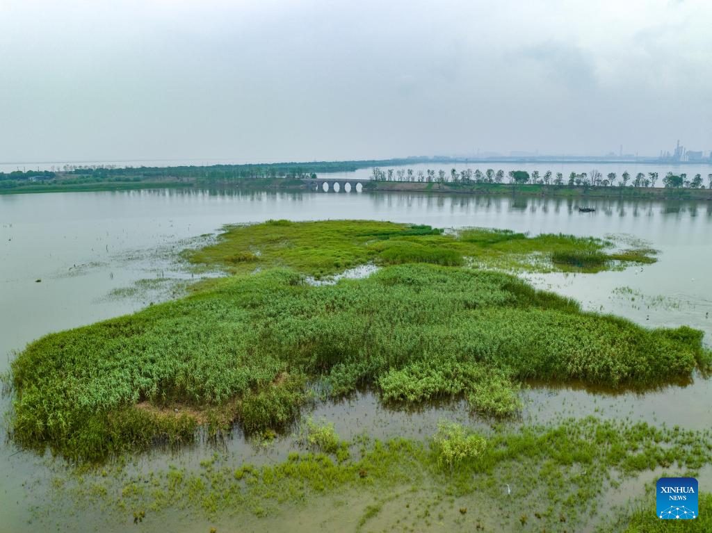 Scenery of tidal flat wetland along Qiantang River in Hangzhou