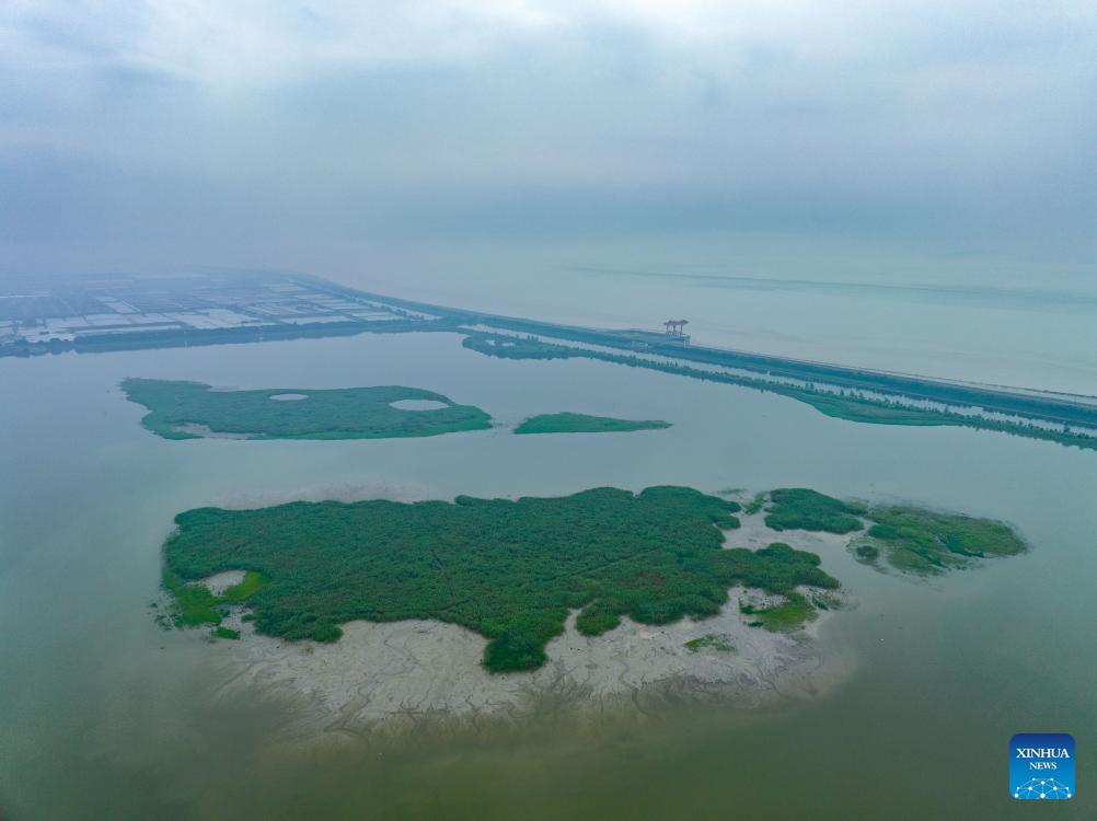 Scenery of tidal flat wetland along Qiantang River in Hangzhou