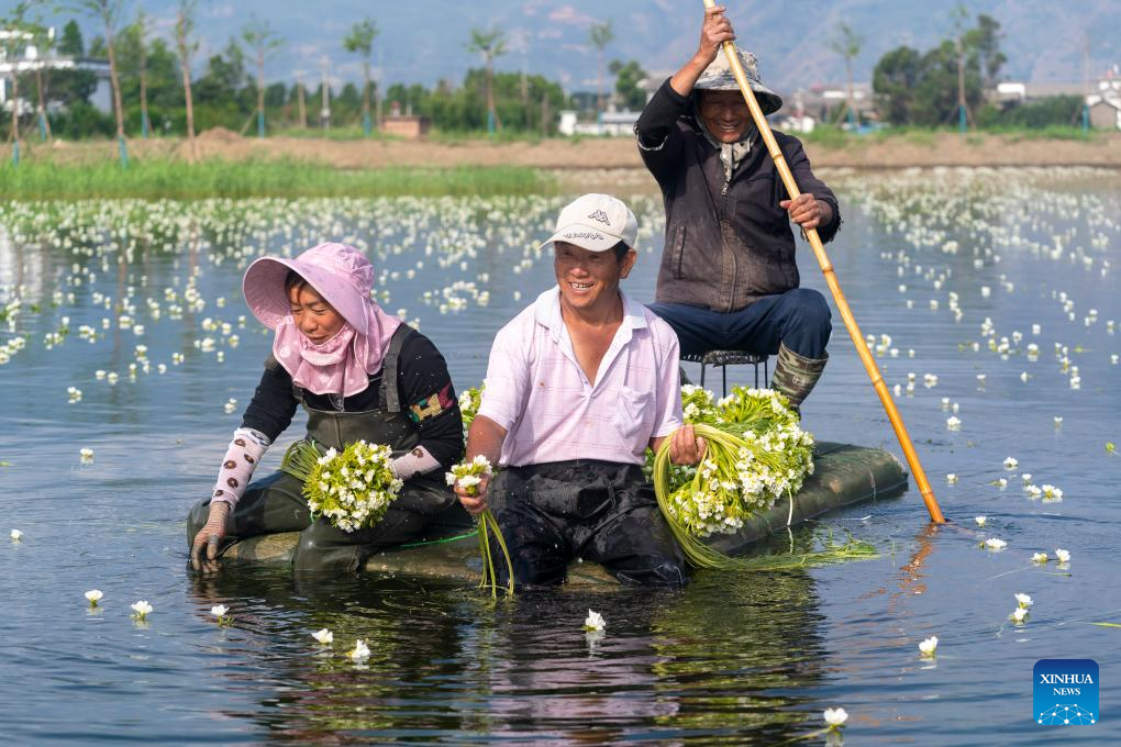 Ottelia acuminata flowers enter harvest season in Dali, SW China