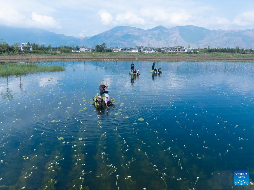 Ottelia acuminata flowers enter harvest season in Dali, SW China