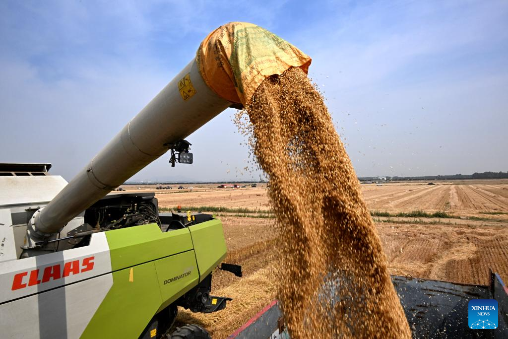 Combine harvesters reap wheat in Qingdao, E China