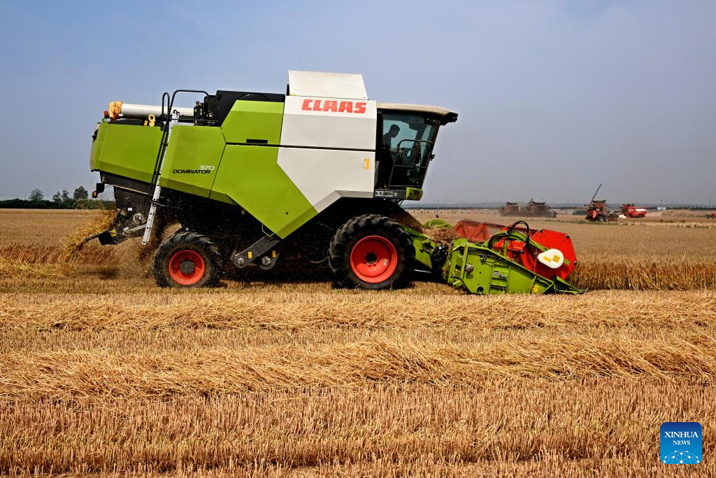 Combine harvesters reap wheat in Qingdao, E China