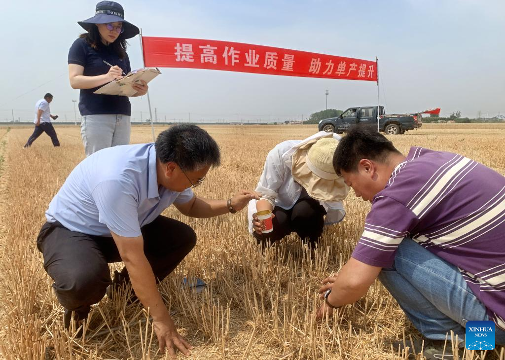 Combine harvesters reap wheat in Qingdao, E China