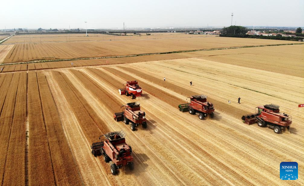 Combine harvesters reap wheat in Qingdao, E China