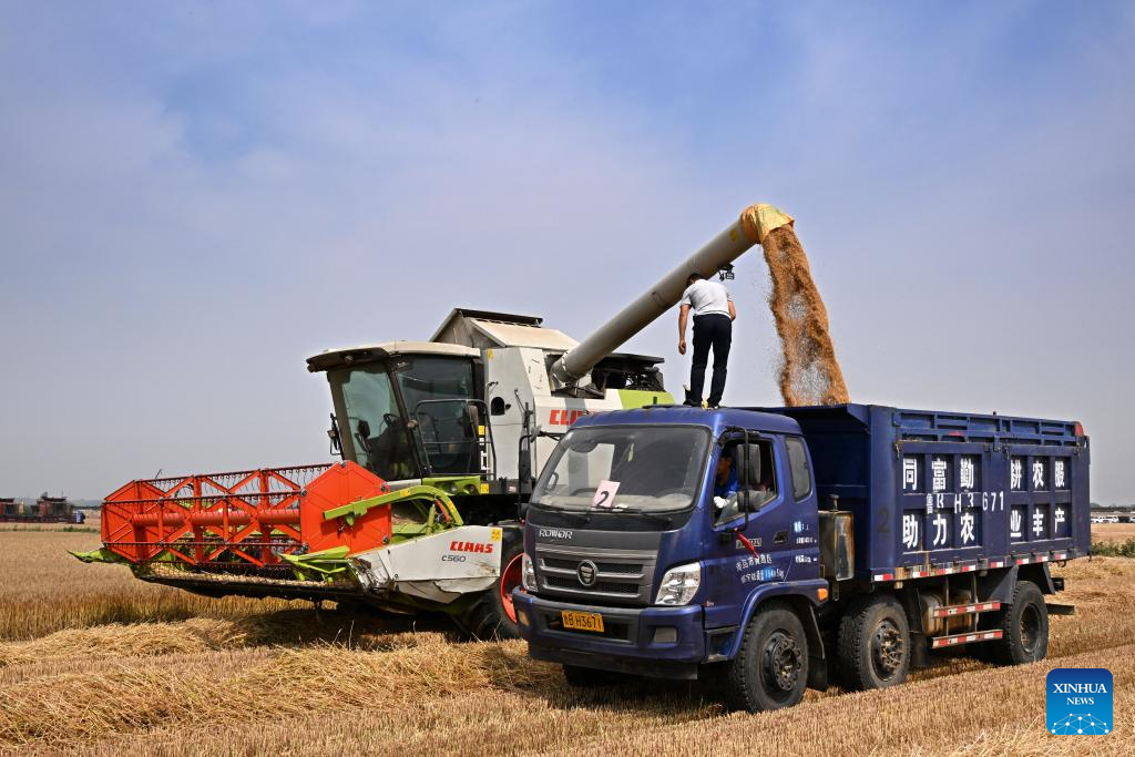 Combine harvesters reap wheat in Qingdao, E China