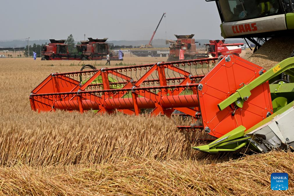 Combine harvesters reap wheat in Qingdao, E China