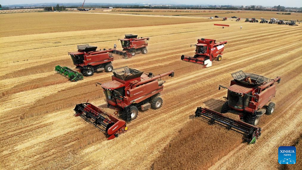 Combine harvesters reap wheat in Qingdao, E China