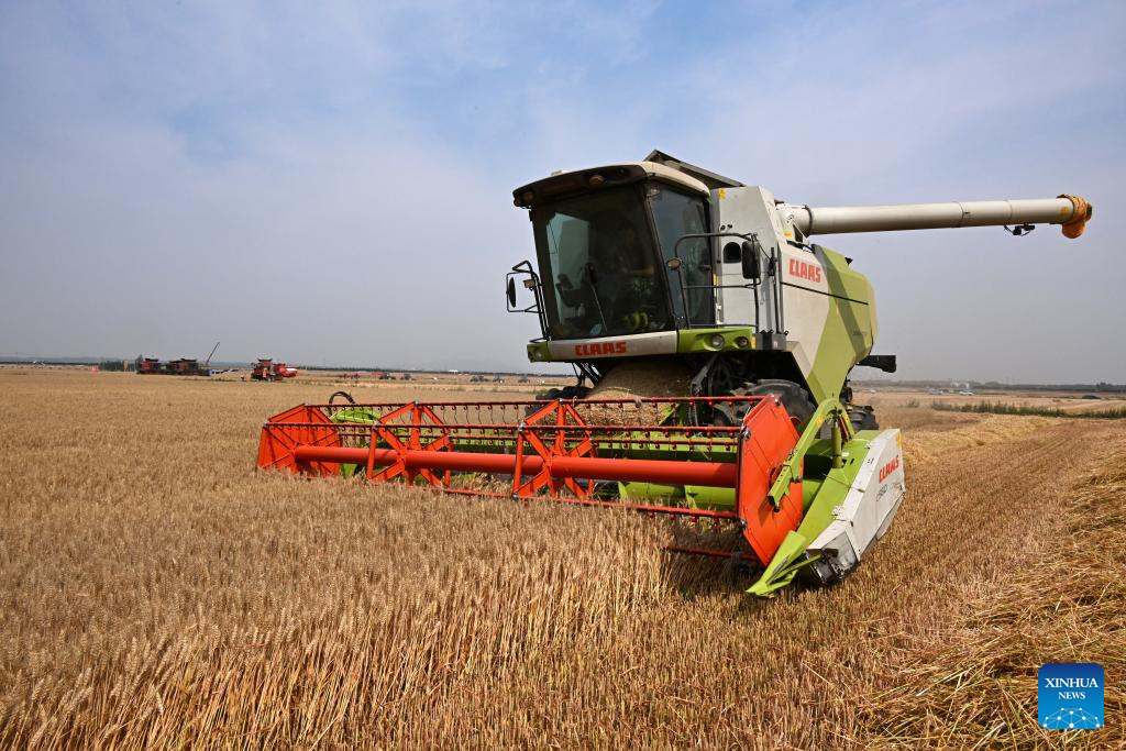 Combine harvesters reap wheat in Qingdao, E China