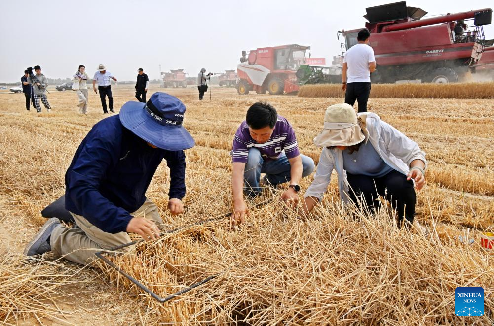 Combine harvesters reap wheat in Qingdao, E China