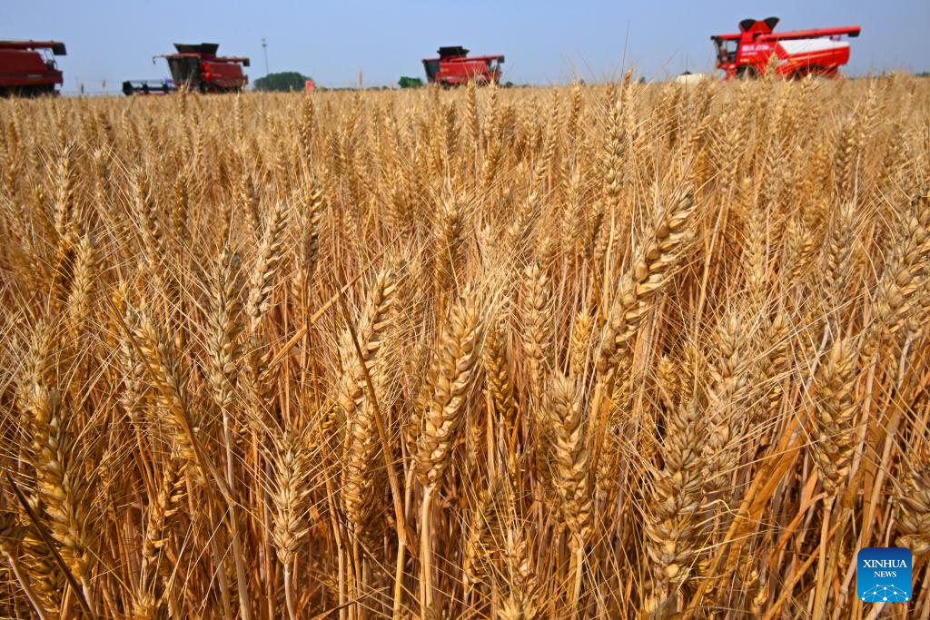 Combine harvesters reap wheat in Qingdao, E China