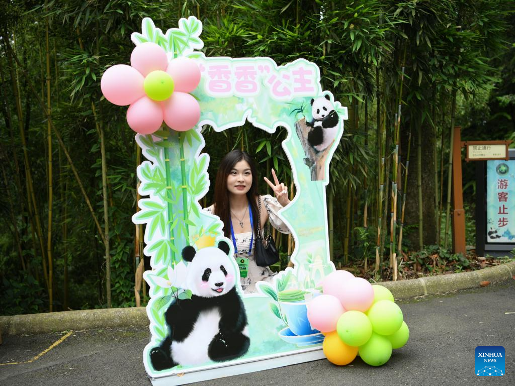 7th birthday of female giant panda Xiang Xiang celebrated in China's Sichuan