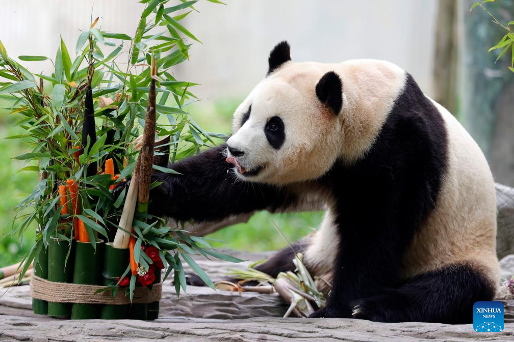 Giant panda star Fu Bao greets the public in southwest China