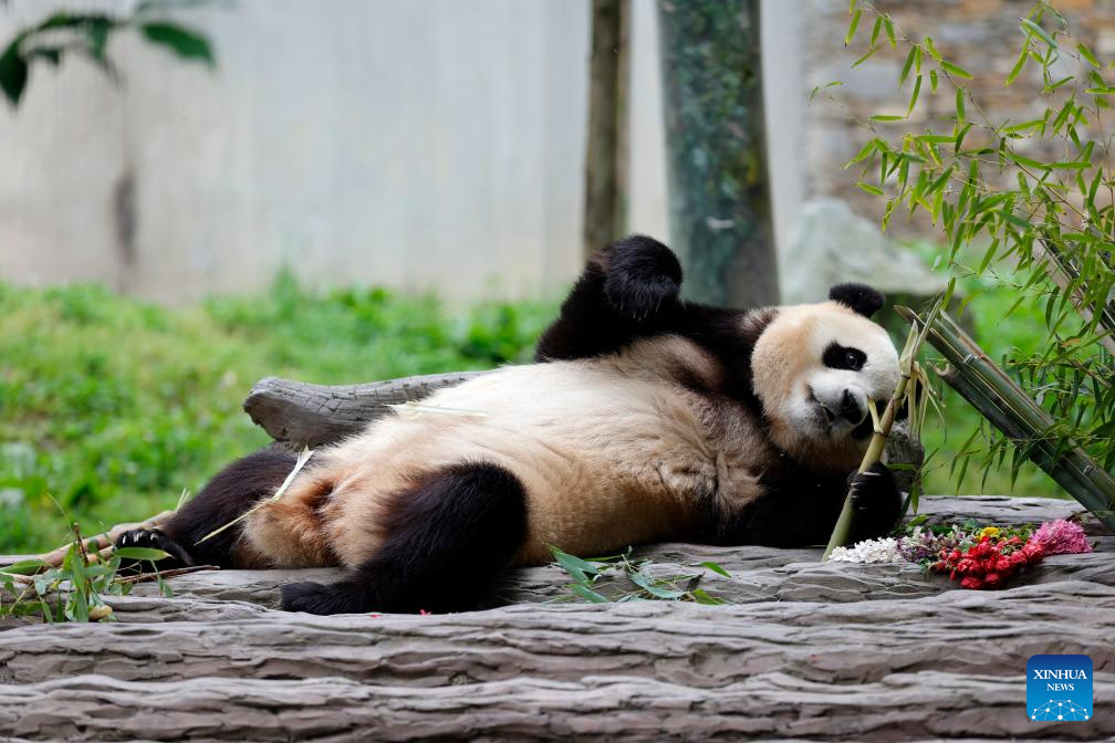 Giant panda star Fu Bao greets the public in southwest China