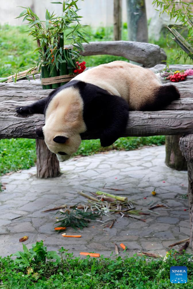 Giant panda star Fu Bao greets the public in southwest China