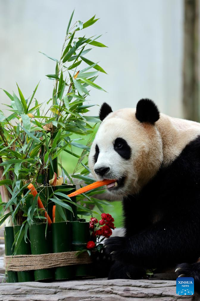 Giant panda star Fu Bao greets the public in southwest China