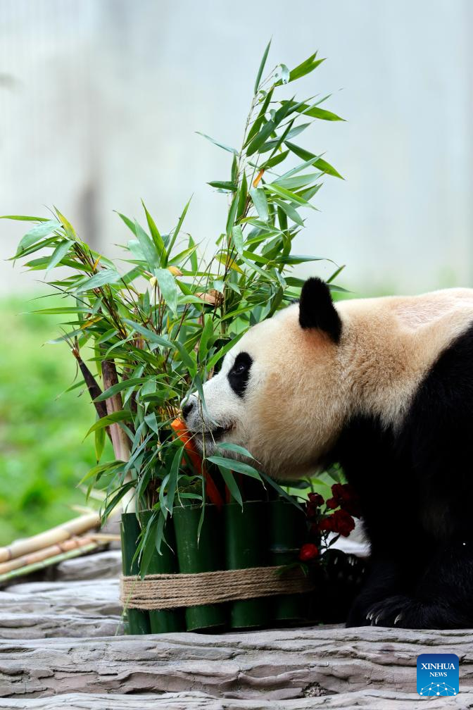 Giant panda star Fu Bao greets the public in southwest China