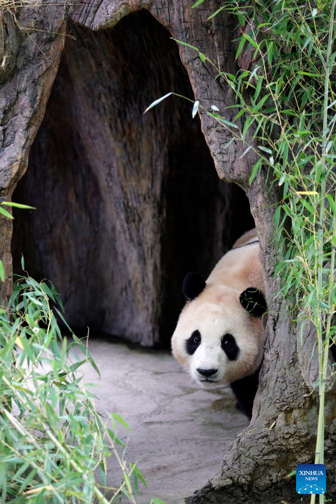 Giant panda star Fu Bao greets the public in southwest China