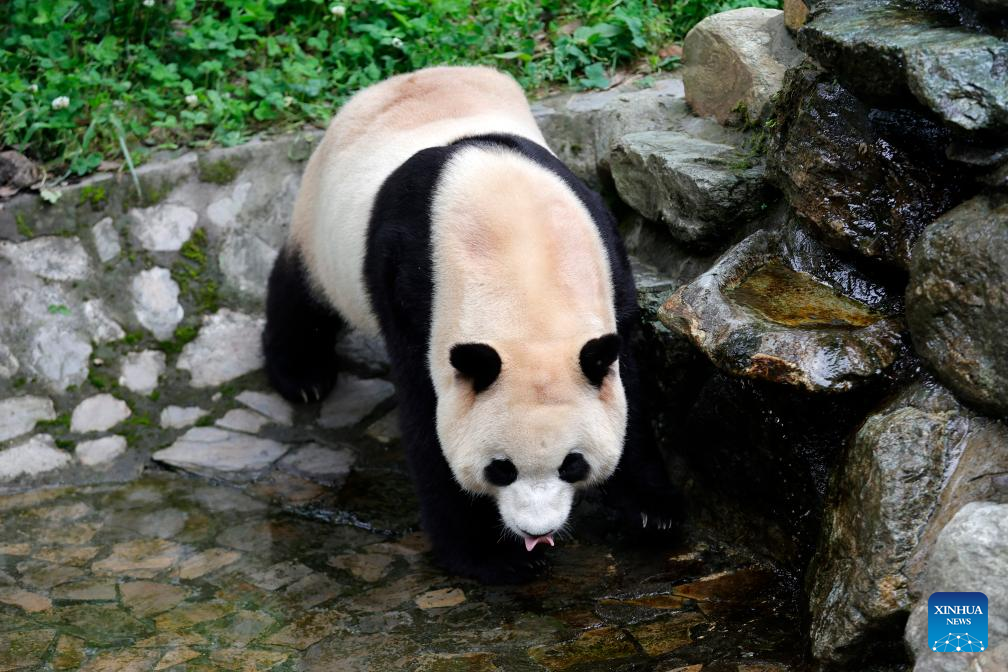 Giant panda star Fu Bao greets the public in southwest China