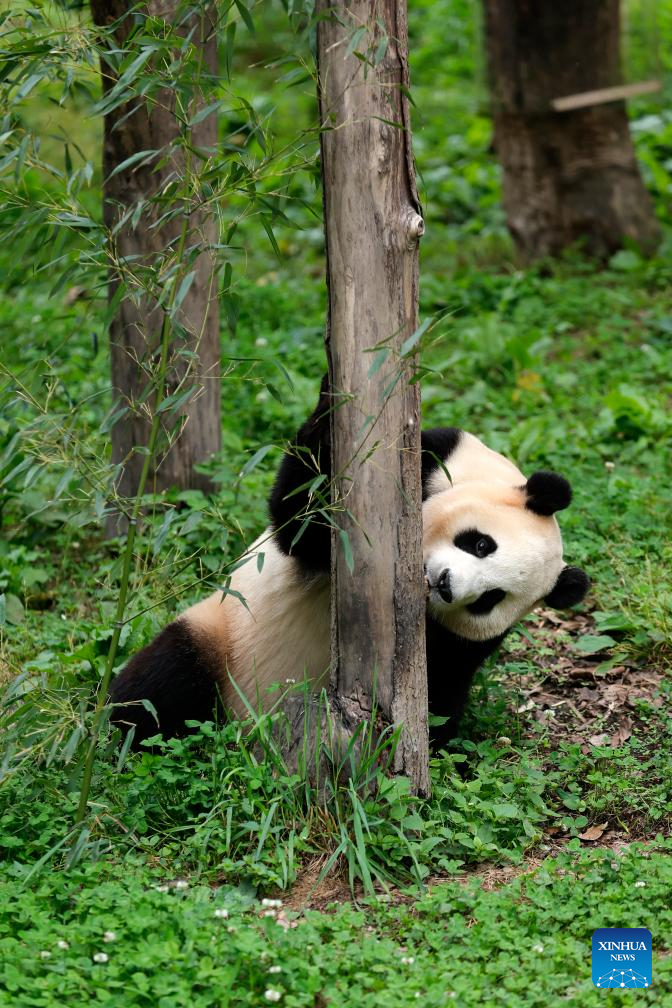 Giant panda star Fu Bao greets the public in southwest China