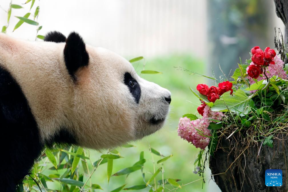 Giant panda star Fu Bao greets the public in southwest China