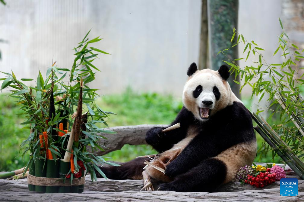 Giant panda star Fu Bao greets the public in southwest China