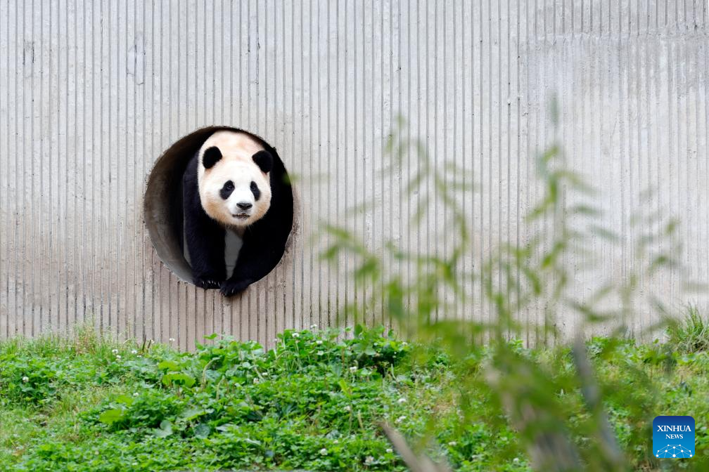 Giant panda star Fu Bao greets the public in southwest China