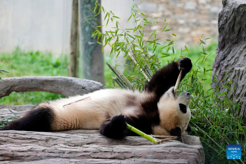 Giant panda star Fu Bao greets the public in southwest China