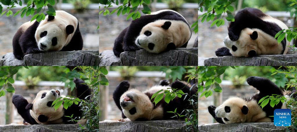 Giant panda star Fu Bao greets the public in southwest China