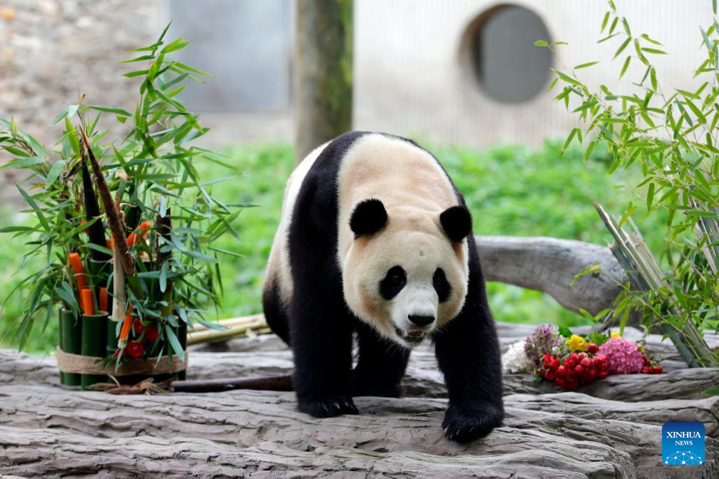 Giant panda star Fu Bao greets the public in southwest China