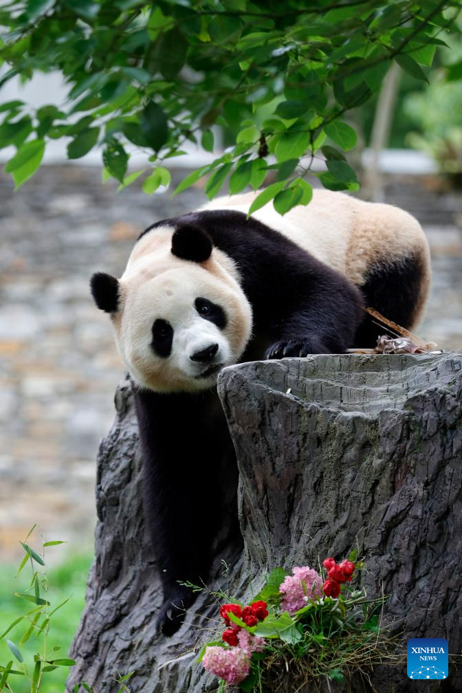 Giant panda star Fu Bao greets the public in southwest China