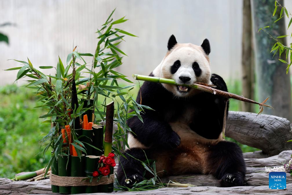 Giant panda star Fu Bao greets the public in southwest China