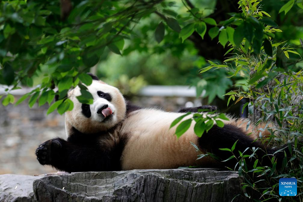 Giant panda star Fu Bao greets the public in southwest China