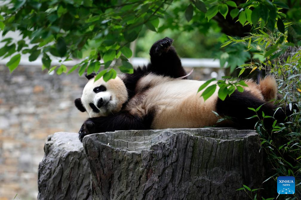 Giant panda star Fu Bao greets the public in southwest China