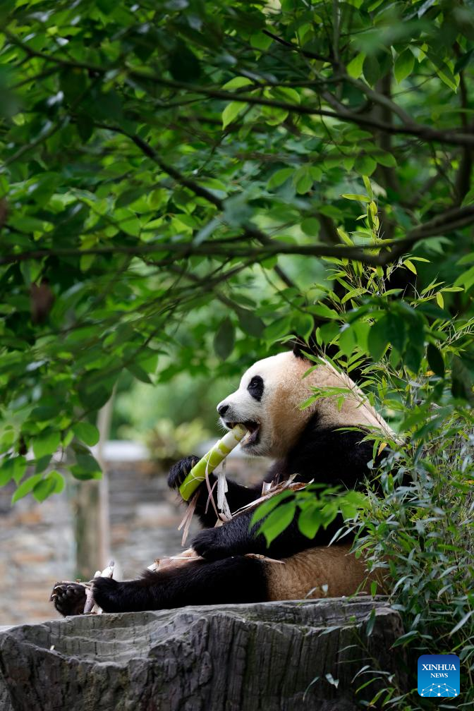 Giant panda star Fu Bao greets the public in southwest China