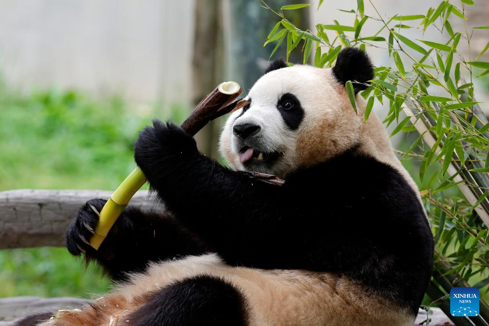 Giant panda star Fu Bao greets the public in southwest China