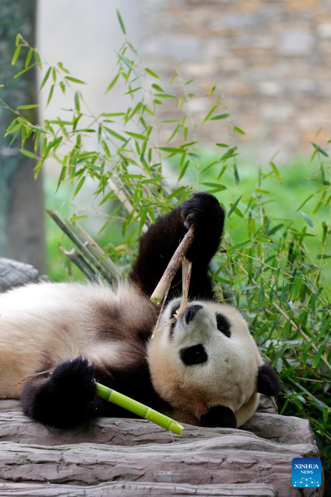 Giant panda star Fu Bao greets the public in southwest China