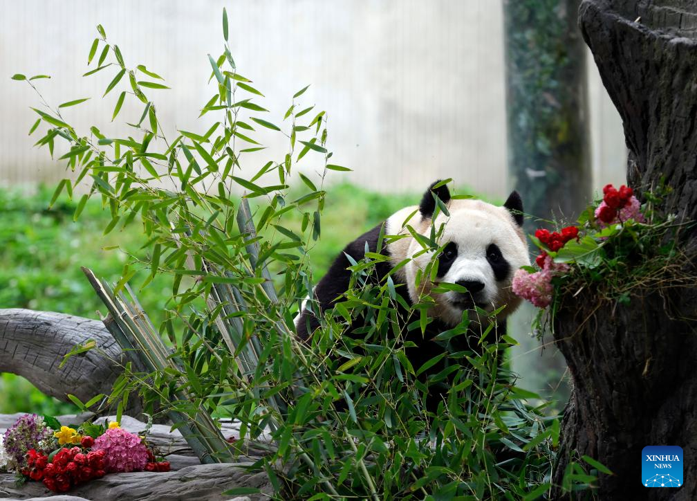 Giant panda star Fu Bao greets the public in southwest China