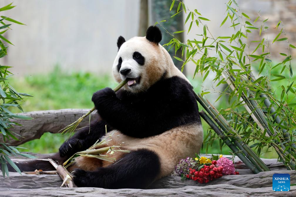 Giant panda star Fu Bao greets the public in southwest China