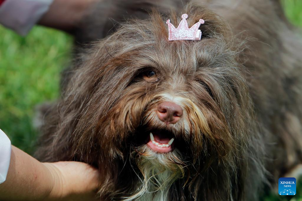 International canine beauty show held in Bucharest, Romania