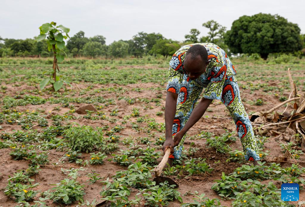 Feature: Chinese technology boosts cotton production in Benin