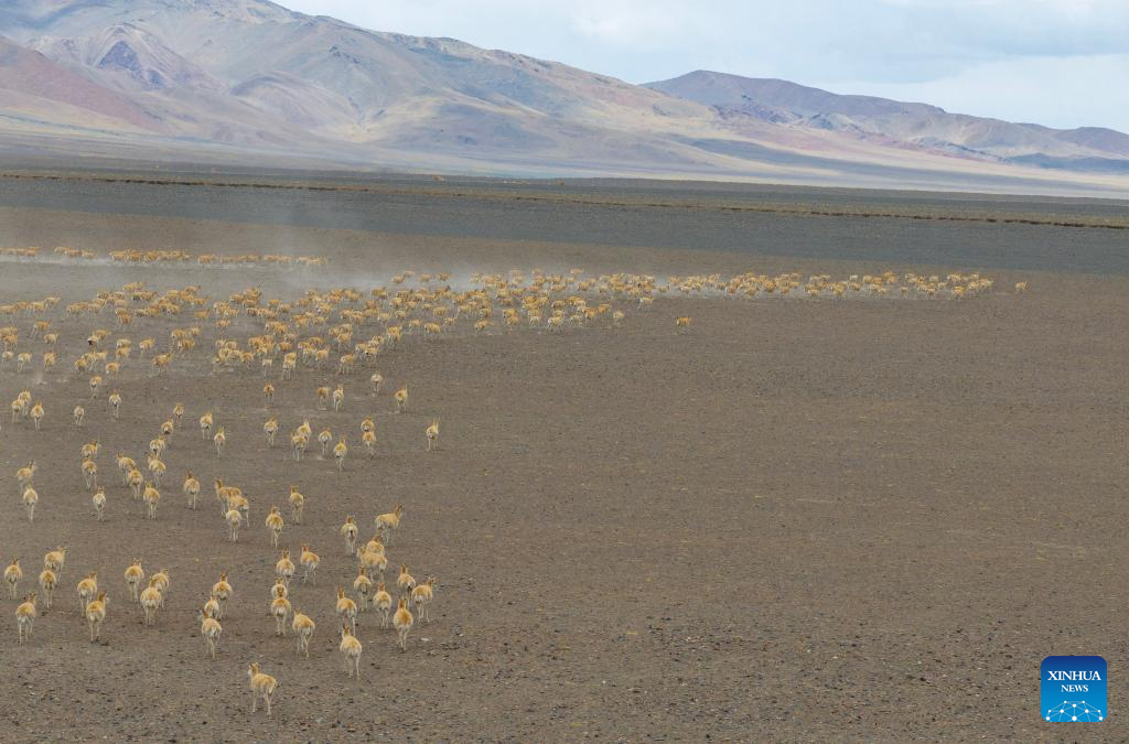 Pic story: rangers rescue pregnant Tibetan antelope during migration in Xizang