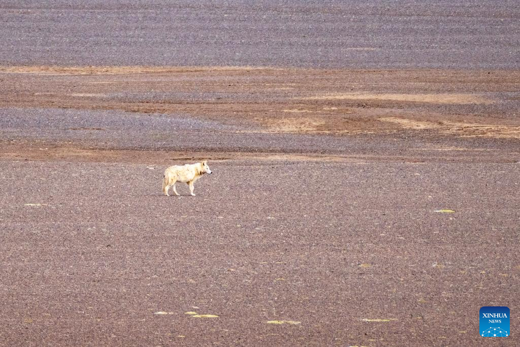 Pic story: rangers rescue pregnant Tibetan antelope during migration in Xizang