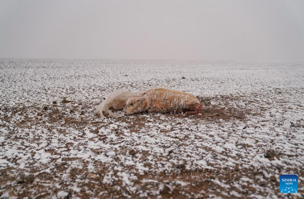 Pic story: rangers rescue pregnant Tibetan antelope during migration in Xizang