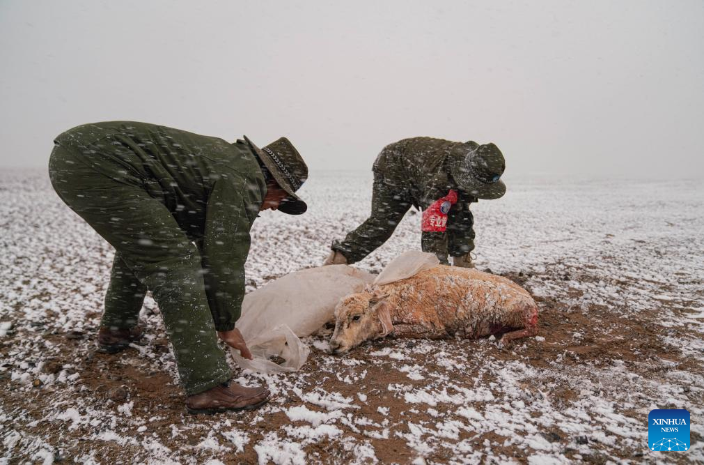 Pic story: rangers rescue pregnant Tibetan antelope during migration in Xizang